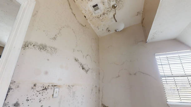 Best Residential Mold Inspection & Testing  in Mino, CA